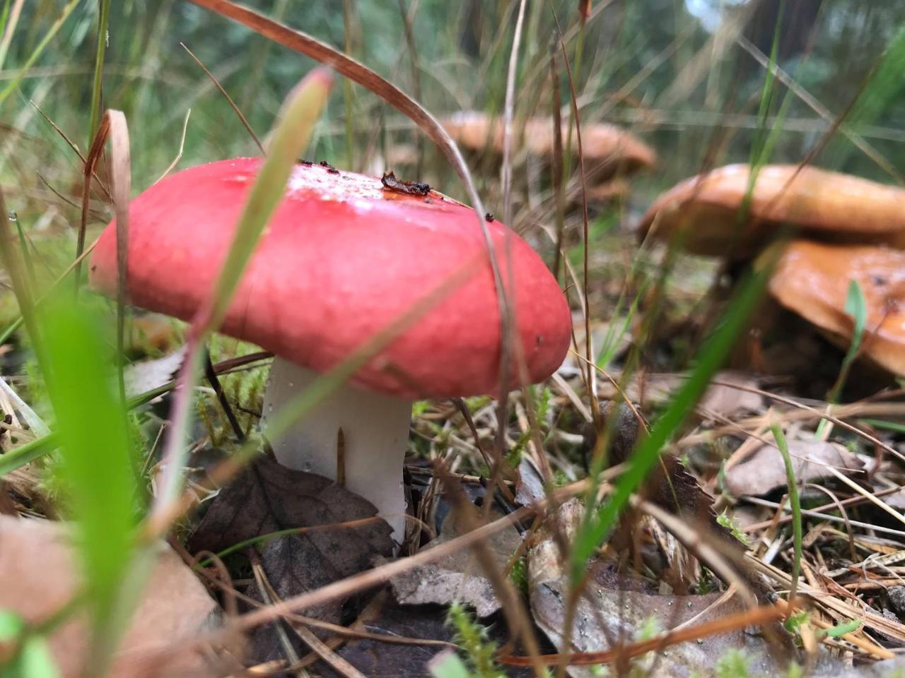 Koskenselaen Lomakylae