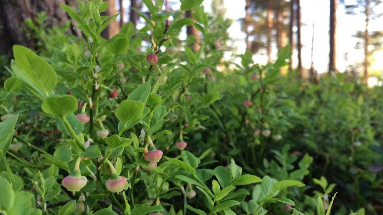 Koskenselaen Lomakylae *